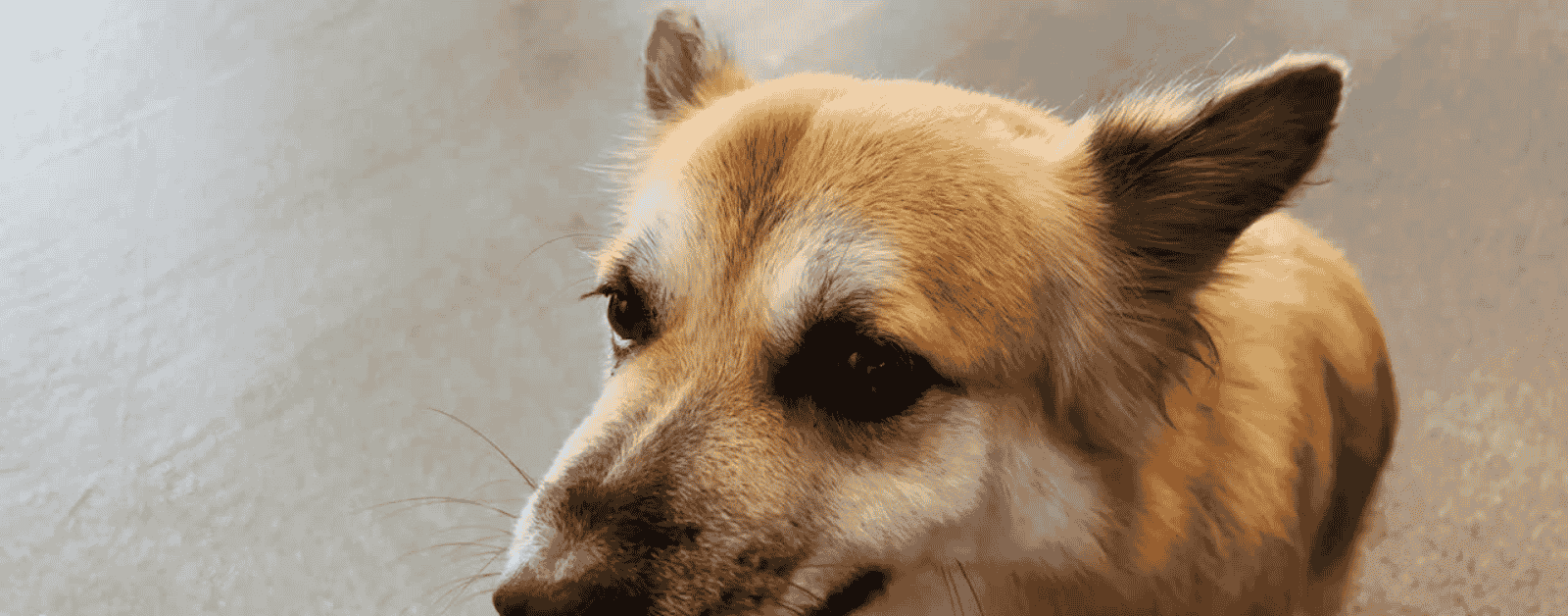 बलिया में आवारा कुत्तों का आतंक: 4.5 साल के मासूम पर हमला, प्रशासन की लापरवाही उजागर, सुप्रीम कोर्ट की सुनवाई जारी